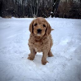 Boy 3- orange - Red  male Goldendoodle puppy in Mattawan, Michigan from Doodifuldoods