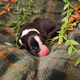 Laurel - Black and white female Border Collie puppy in Dewey, Arizona from Fásach Stockdogs