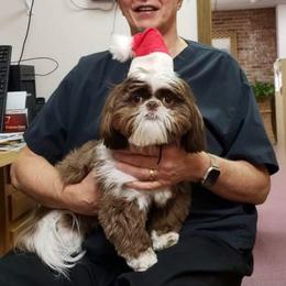 Shih Tzu Puppies from Meadow Lane Pups
