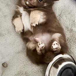 Chihuahua Puppies from Stardom Chihuahuas