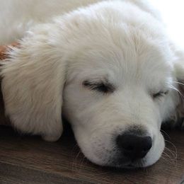 Golden Retriever Puppies from Sleepy Morning Golden's