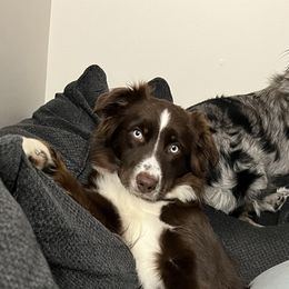 Australian Shepherds from Aussie Angels