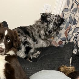 Australian Shepherds from Aussie Angels