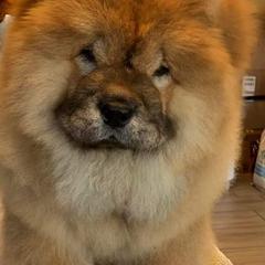 Chow Chow Puppies from Naiman Chow Chows