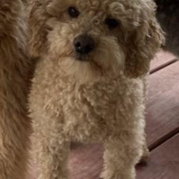 Poodles from Elsa’s Mini Poodles