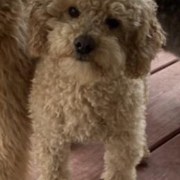 Poodles from Elsa’s Mini Poodles