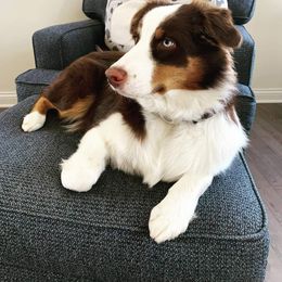 Australian Shepherd Puppies from Grand Ridge Australian Shepherds