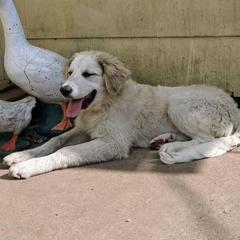 Colorado Mountain Dog All Grown Up from Four Winds Farm