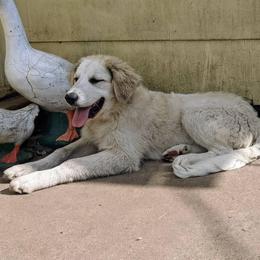 Colorado Mountain Dog All Grown Up from Four Winds Farm