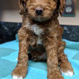 Australian Labradoodle Puppies from Legend Manor Labradoodles