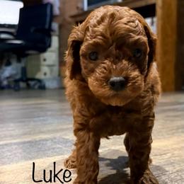 Luke - Red  male Poodle puppy in Dardanelle, Arkansas from Country Acre Poodles