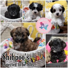 Cavapoo, Goldendoodle, Poodle, and Shihpoo Puppies from Sugarland's Texas Goldendoodles