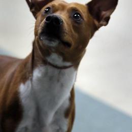 Sizzle - Rat Terrier