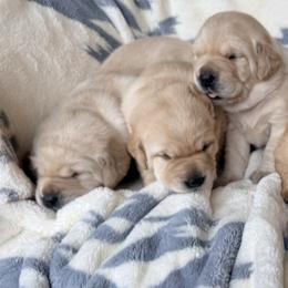 Labrador Retriever puppies from Berkstone Labradors