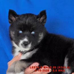 LEETA'S MALE 8 - Black and white male Siberian Husky puppy in Manilla, Iowa from Bruck's Siberian Huskies