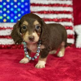 Ava - Chocolate and cream female Dachshund puppy in Lincoln, Arkansas from Red Dirt Dachshunds