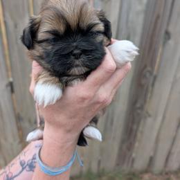 Artemis - Brindle male Shih Tzu puppy in Centerton, Arkansas from Hernandez Family Shih Tzus