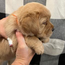 Orange Collar - Yellow female Labrador Retriever puppy in Beaverdam, Virginia from Gold Heart Labradors