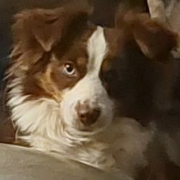 Stella - Miniature Australian Shepherd