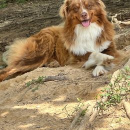 Moose - Australian Shepherd