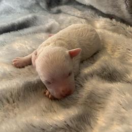 Girl 3 - Parti female Goldendoodle puppy in Haddam, Kansas from Golden B Acres