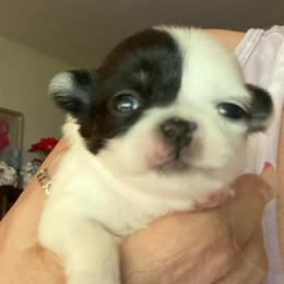 Clark - Black and white female Chihuahua puppy in Red Bluff, California from Aye Chihuahua