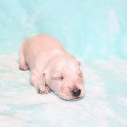 Maddie 4000 - Cream female Dachshund puppy in Coldwater, Mississippi from Mississippi Shorties Miniature Dachshunds