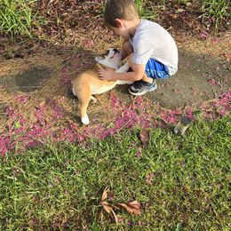 Bulldog Puppies from Chief Bulldogs