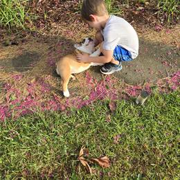 Bulldog Puppies from Chief Bulldogs