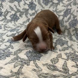 Boy 1 - Red male Cavapoo puppy in Glendale, Arizona from Dashing Dogs