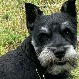 Cavalier King Charles Spaniels, Miniature Pinschers, Miniature Schnauzers, and Shih Tzus from Boggy Depot Cavaliers & Friends