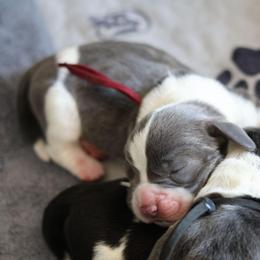 Sassy - Blue and white female Basset Hound puppy in Surprise, Arizona from Howlin Hounds