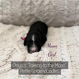 Moon - Black female Goldendoodle puppy in Orangevale, California from Ugly Dad Doodles