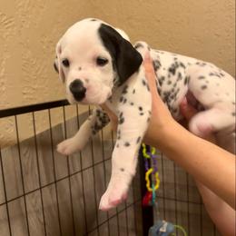Goldberry - White and black female Dalmatian puppy in Conroe, Texas from Saint Rocco's Dalmatians
