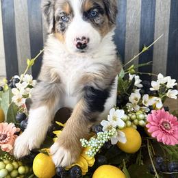 Cypress - Blue merle male Australian Shepherd puppy in Mesa, Arizona from Four Peaks Aussies