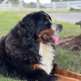 Opel - Bernese Mountain Dog