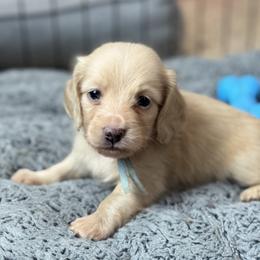 Beau - Cream male Dachshund puppy in Wharton County, Texas from Country Bumpkins