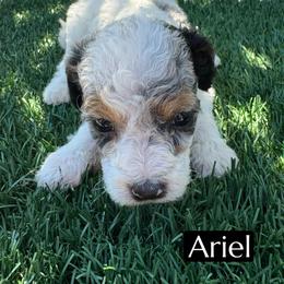 Ariel - Blue merle female Aussiedoodle puppy in Bakersfield, California from Annie's Aussies