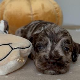 Banks - Merle male Cockapoo puppy in Tampa, Florida from Designer Puppy Boutique