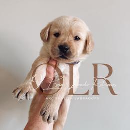 Labrador Retriever Puppies from O’Brien Labrador Retrievers