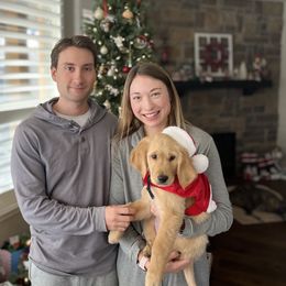 Golden Retriever Puppies from Graceful Goldens