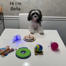 Shih Tzu All Grown Up from Oodles of Poodles & Doodles
