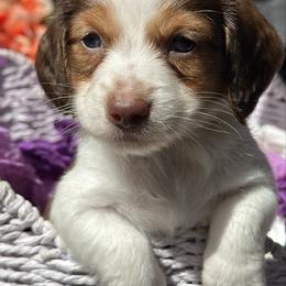 Beau - Piebald male Dachshund puppy in Lakeland, Florida from Elite Doxies Florida