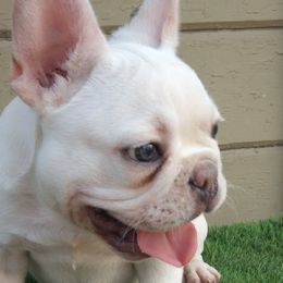 French Bulldogs from Barrebabybullz Designer Dogs