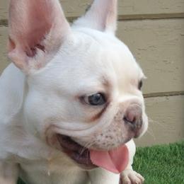 French Bulldogs from Barrebabybullz Designer Dogs