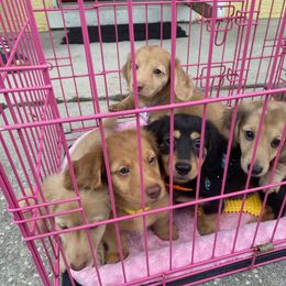 Dachshund Puppies from Hetu's Dachshunds
