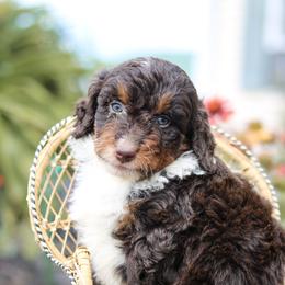 Phoenix - Red tri-color male Aussiedoodle puppy in Crete, Nebraska from Doodles & Co