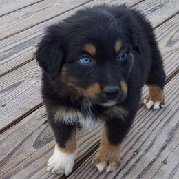 Miniature Australian Shepherd Puppies from KJs Rockin Aussies