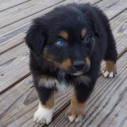 Miniature Australian Shepherd Puppies from KJs Rockin Aussies