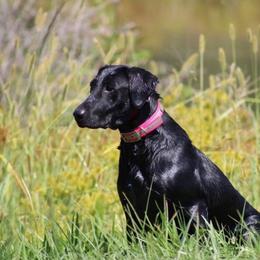 Cowgirl - Labrador Retriever